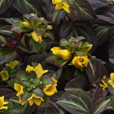 Groundcovers for Shade