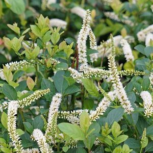 Shrubs: For Shady Spots